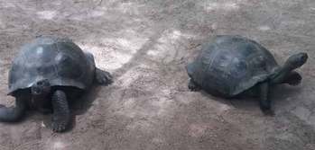 87+ Gambar Arsir Fauna Terlihat Keren 87+ Gambar Arsir Fauna Terlihat Keren